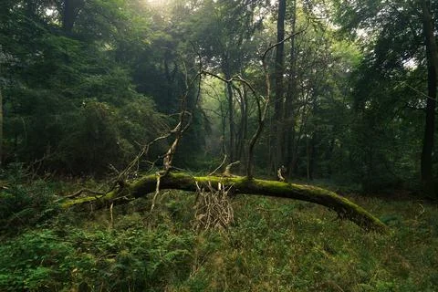 Fallen Tree 写真素材