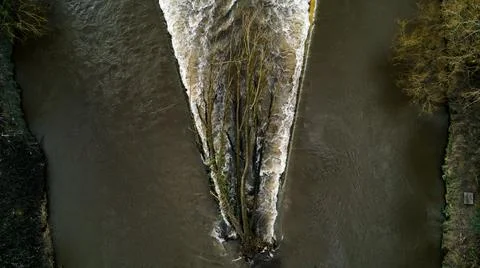 Fallen Tree Foto stock