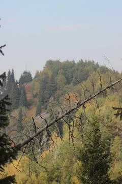A fallen tree Stock Photos