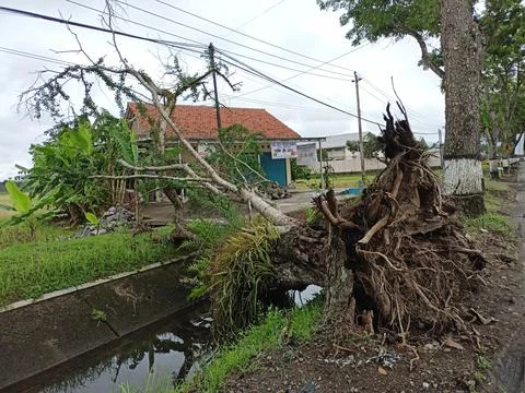 Fallen tree Stock Photos