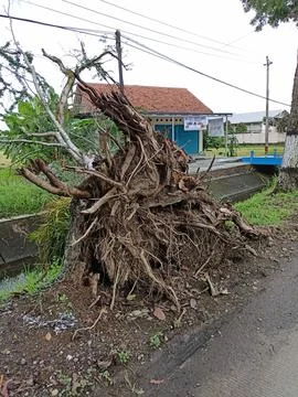 Fallen tree Stock Photos