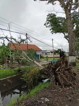 Fallen tree Stock Photos