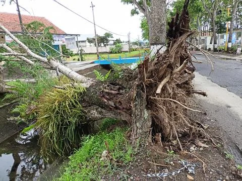 Fallen tree Stock Photos