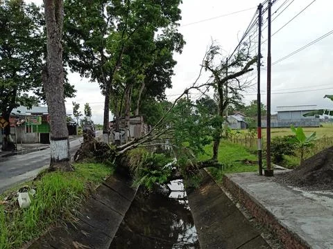 Fallen tree Stock Photos