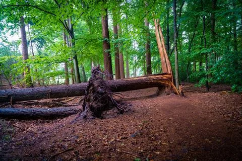 Fallen tree Foto stock