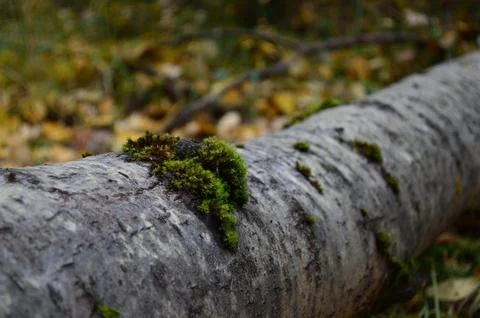 A fallen tree Foto stock