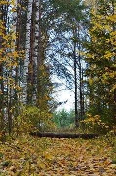 A fallen tree Foto stock