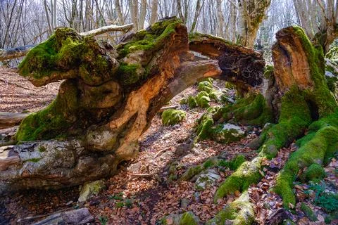 Fallen Tree 写真素材