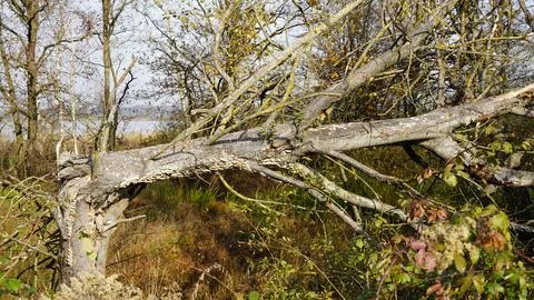 A fallen tree Stock Photos