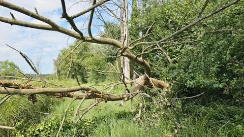 Fallen tree Stock Photos