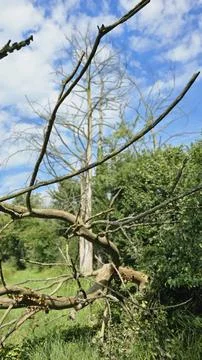 Fallen tree Stock Photos