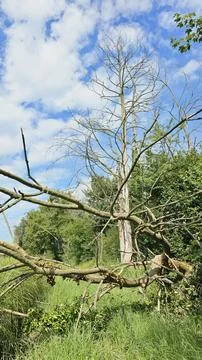 Fallen tree Stock Photos