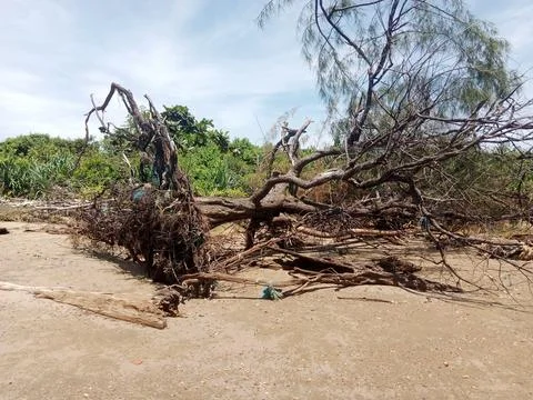 Fallen tree Stock Photos