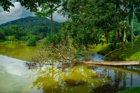 Fallen tree Stock Photos