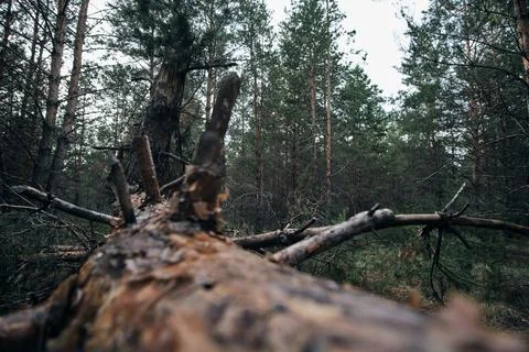 Fallen tree in a pine forest after a strong hurricane wind. Stock Photos
