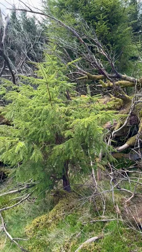 Fallen tree in the pine forest, Calary, Ballinastoe, Ireland. Stock Footage 315643680