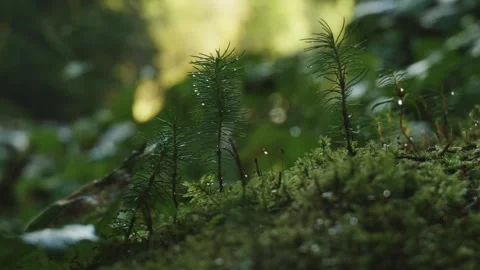 Fallen Tree with Pine Sprouts by River in Morning Sunlight – Nature Shot Stock Footage 317506924