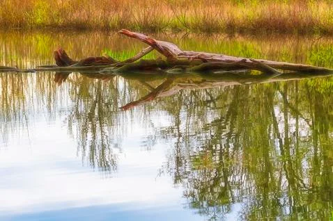 Fallen tree in a pond Stock Photos