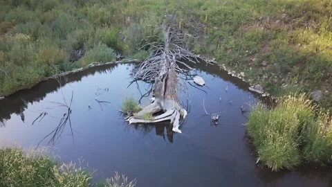 Fallen Tree in Pond Reflection in Uinta Mountains 스톡 동영상 343563318