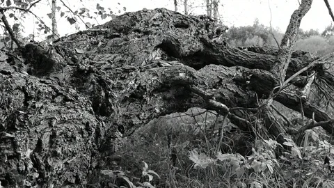 Fallen tree, pronounced texture, , black and white Stock Footage 115986834