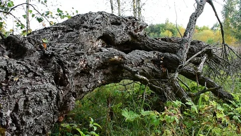 Fallen tree, pronounced texture Stock Footage 115986833