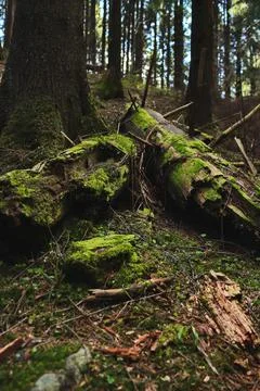 Fallen tree with protruding branches covered with green moss Stock Photos