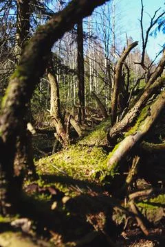 Fallen tree with protruding branches covered with green moss Stock Photos