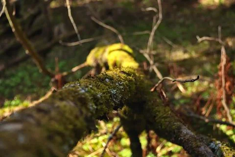 Fallen tree with protruding branches covered with green moss Stock Photos