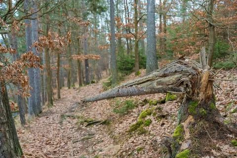 Fallen tree on a quiet forest path, autumn in Slapy, Czech Republic Stock Photos