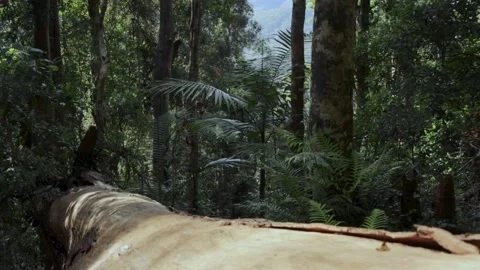 Fallen Tree in Rainforest 스톡 동영상 188338356