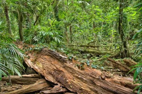 Fallen tree in the rainforest Stock Photos
