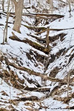 Fallen Tree Ravine Stock Photos