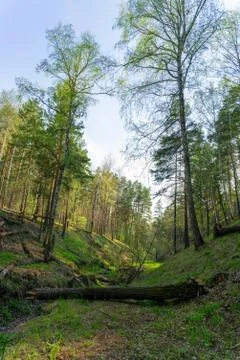 Fallen tree in a ravine in a spring forest? Stock Photos
