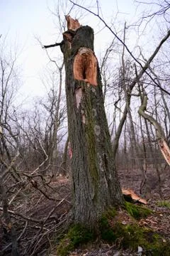 Fallen tree. Red mark on the tree. Marked tree Stock Photos
