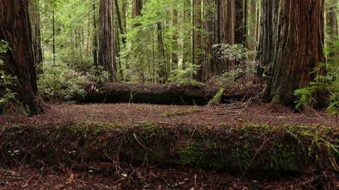 Fallen Tree in Redwoods Stock Footage 73269712