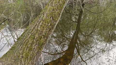 Fallen tree reflected Stock Footage 273513691