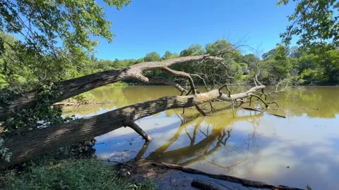Fallen Tree Reflected in Lake Water in Bright Natural Daylight Stock Footage 345458122