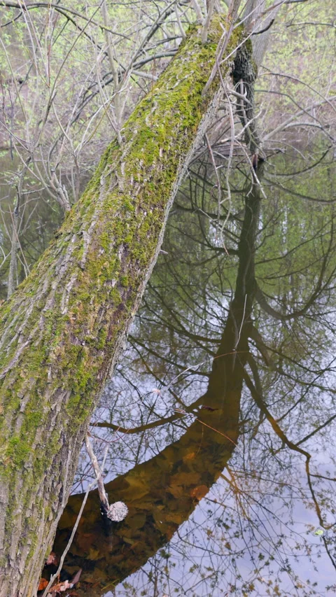 Fallen tree reflected, vertical Stock Footage 273513833