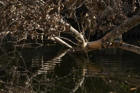 Fallen tree reflected in the water Stock Photos