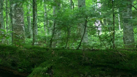 Fallen Tree Renewal Vídeo Stock 332379521