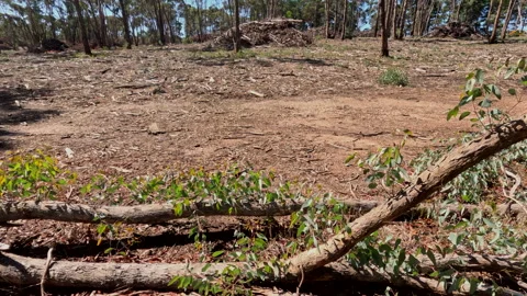 Fallen Tree Reserection   P5 2025 Stock Footage 305540258