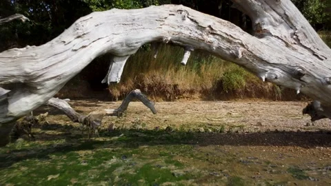 Fallen tree reveal on the riverbank Stock Footage 220044362