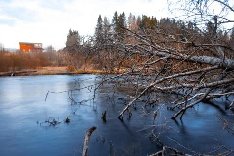 A fallen tree is right in front of a river in a village. Stock Photos