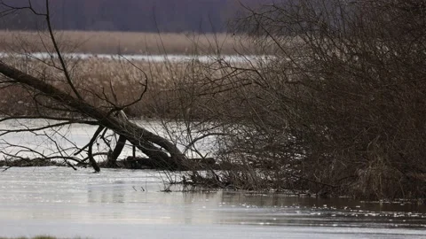 Fallen tree in the river, 4K slomo Stock Footage 171323222