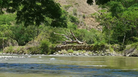 Fallen tree on river bed Video stock 50459967