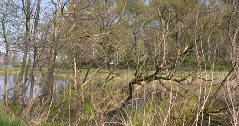 A fallen tree in the river diversifies the river habitat Stock Footage 129314129