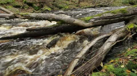 Fallen tree in a river Stock Footage 10578652