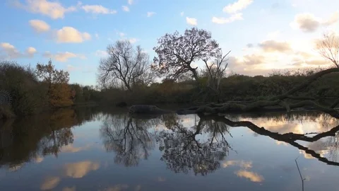 Fallen Tree In River Видео 82403405