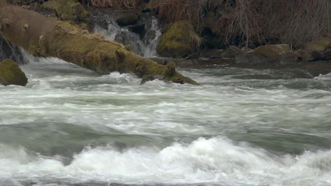 Fallen Tree in a River Stock Footage 88850842