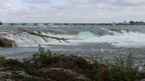 Fallen Tree In The River Stock Footage 138481200